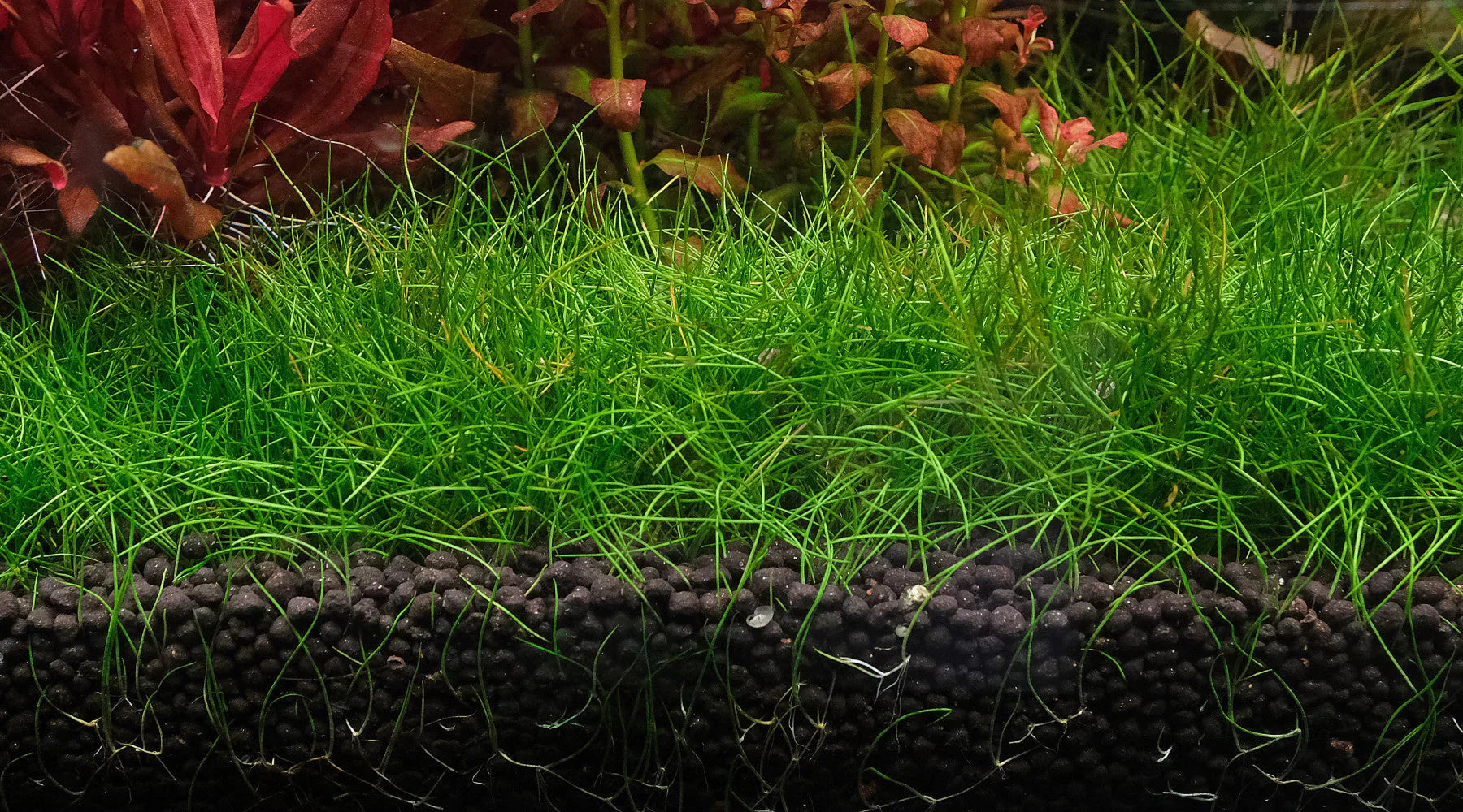 2hrAquaristDSCF250SD6_hair_gra