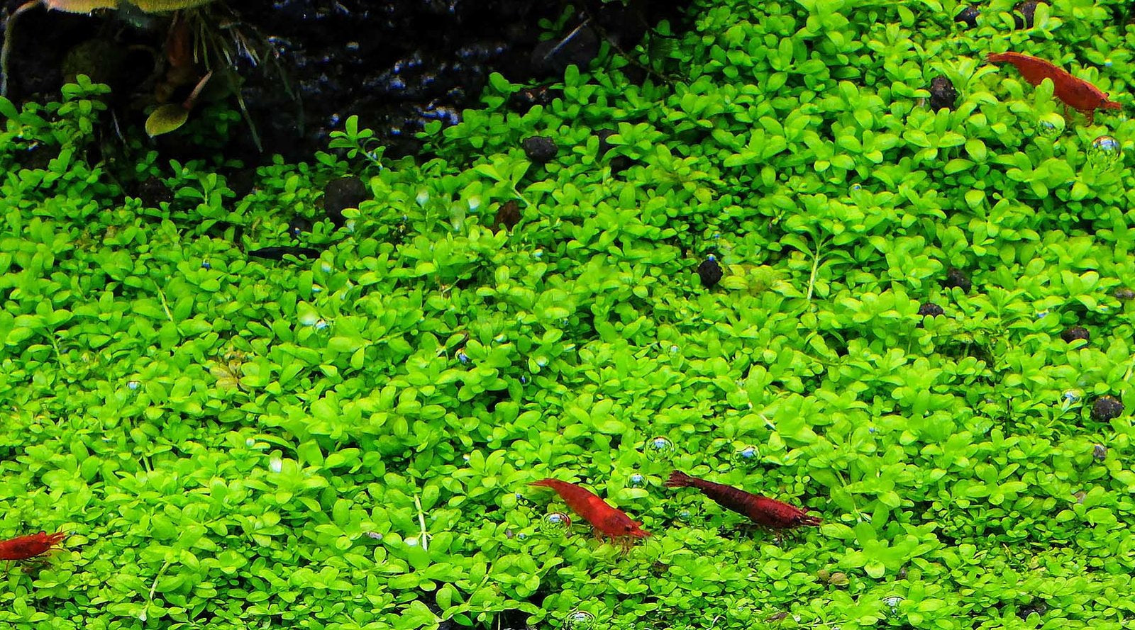 キューバパールグラスの育て方 – THE 2HR AQUARIST JAPAN