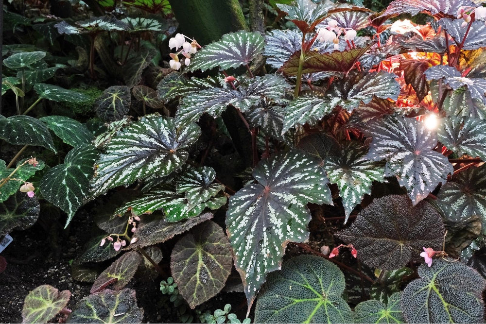 APT DEW 液体栄養剤 水草 熱帯植物 ブセファランドラ