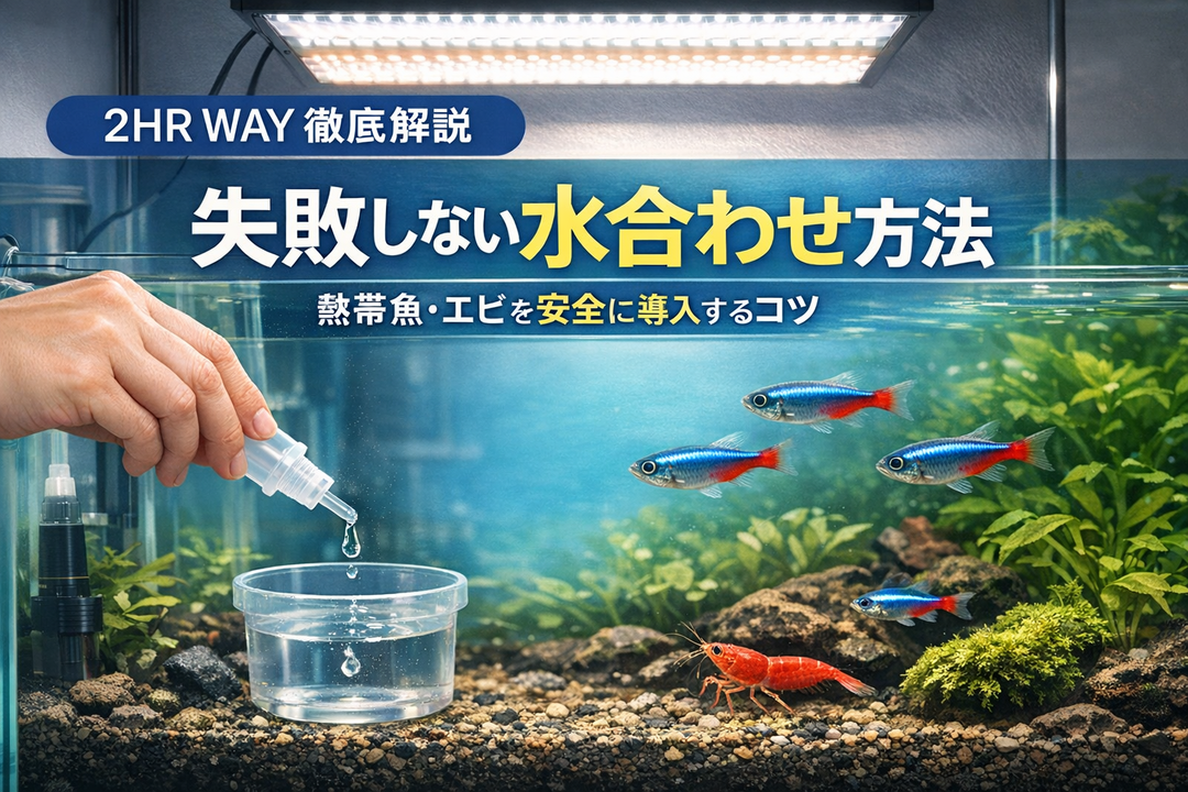 【初心者向け】熱帯魚・エビの水合わせ方法 ― 水草水槽で生体を安全に導入するための基本【2HR Way】