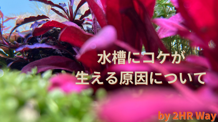 水槽にコケが生える原因｜2HR Wayで理解する本当の理由と正しい対策