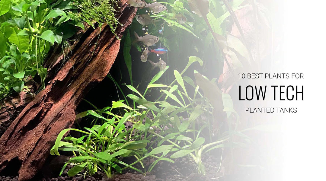 CO2なし 水草 おすすめ 赤 レイアウト 活着