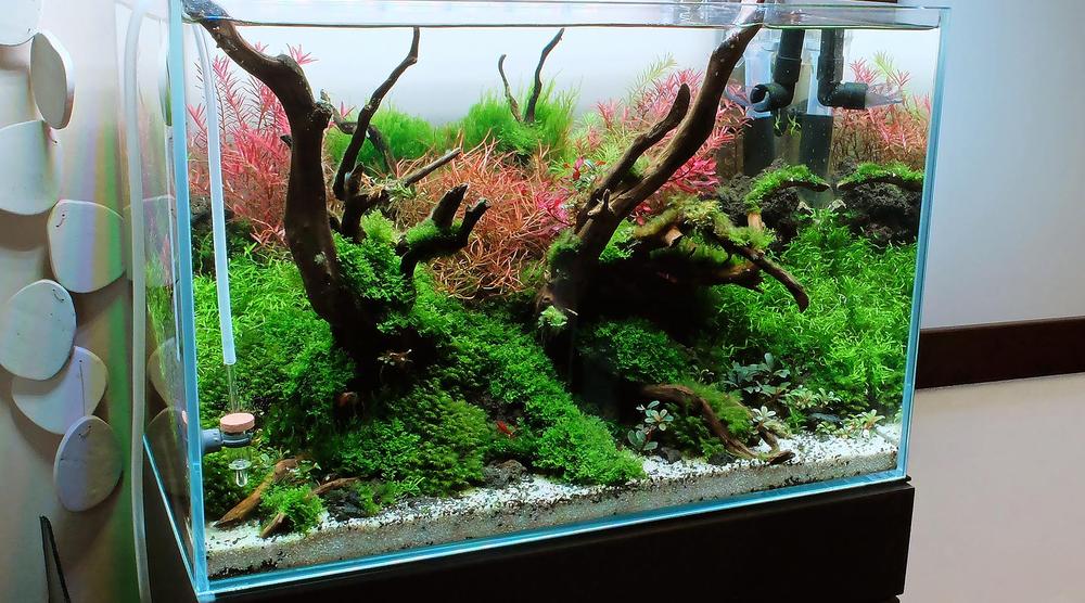 水草水槽の管理方法 ADA方式の分析 - THE 2HR AQUARIST JAPAN