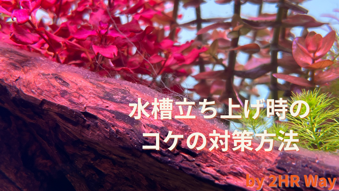 水槽 立ち上げ 初期 水草 対策 おすすめ コケ