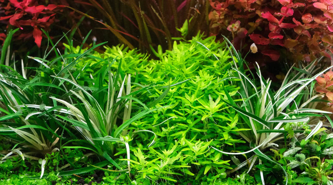 ホシクサ・ベトナム