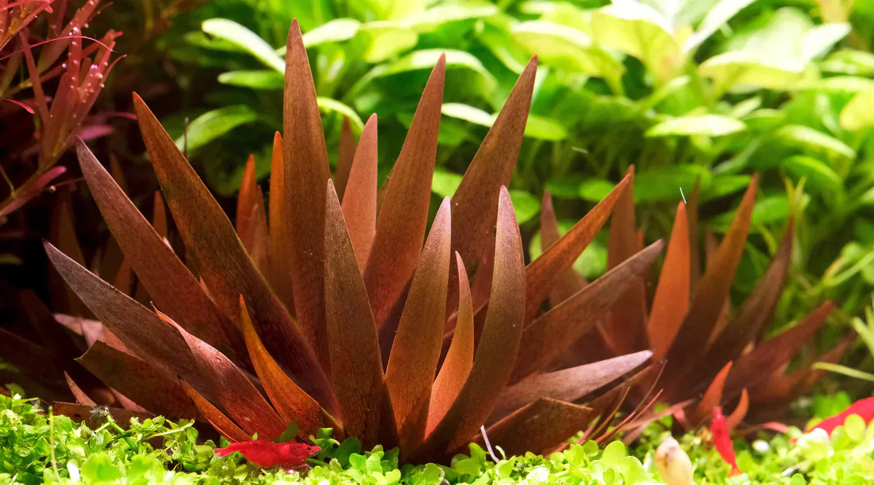 2hrAquarist2hrAquaristDSCF7612