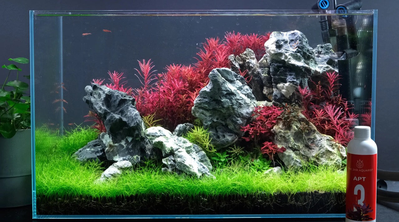 水草水槽に関する、その他のブログ Page 2 - THE 2HR AQUARIST JAPAN