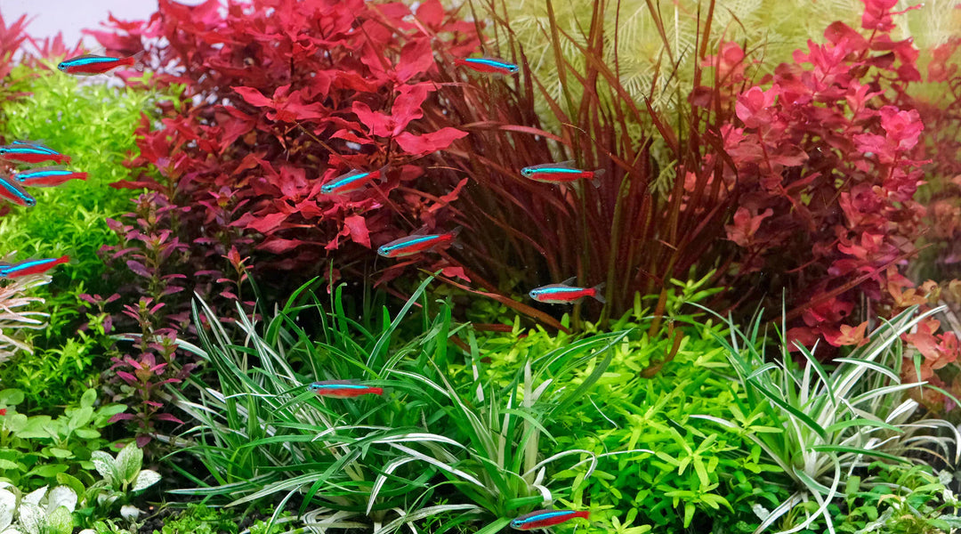 CO₂添加は魚に悪影響を与えるのか？ ― 水草水槽におけるCO₂・酸素・ガス交換の正しい考え方 ―