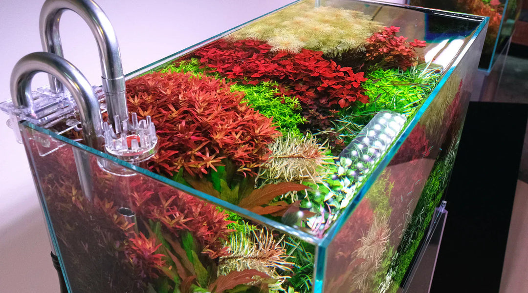 水草水槽 油膜対策完全ガイド｜2HR Wayがスキマーを必須とする理由