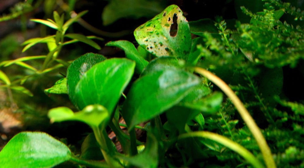 水草 コケ 枯れる 穴 ブセファランドラ