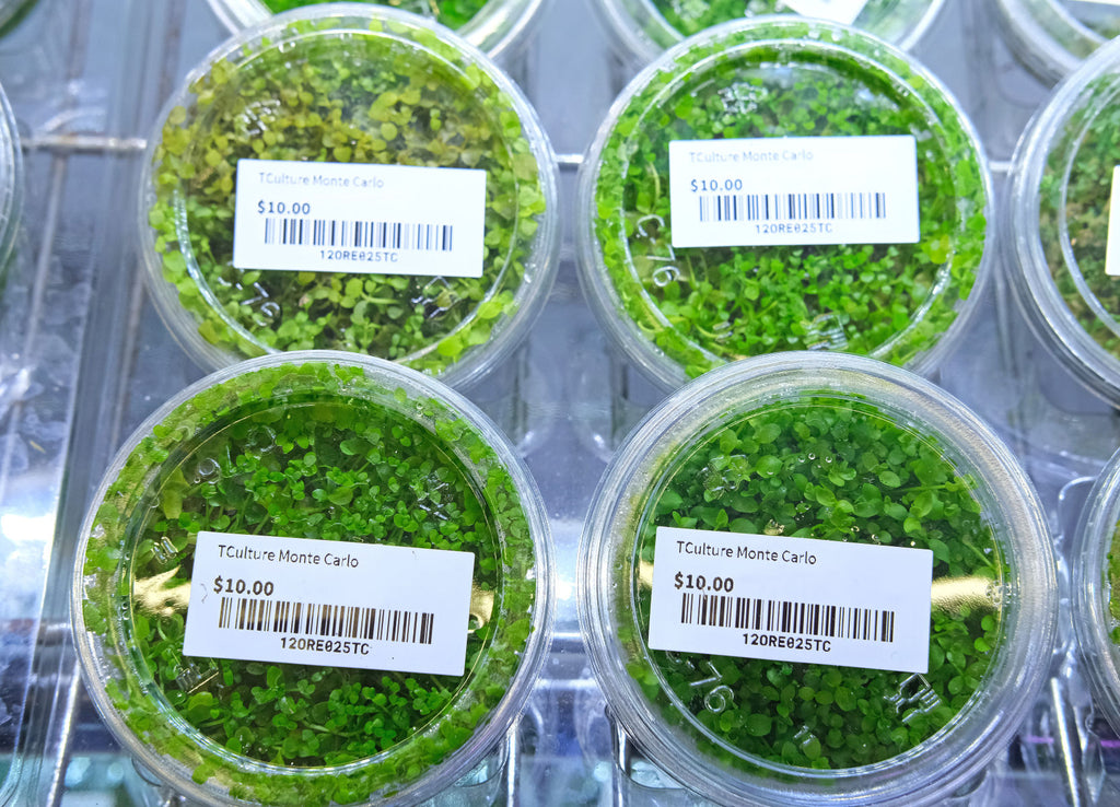 組織培養の水草が溶けるのはなぜ？｜選び方・植え方・導入後の管理