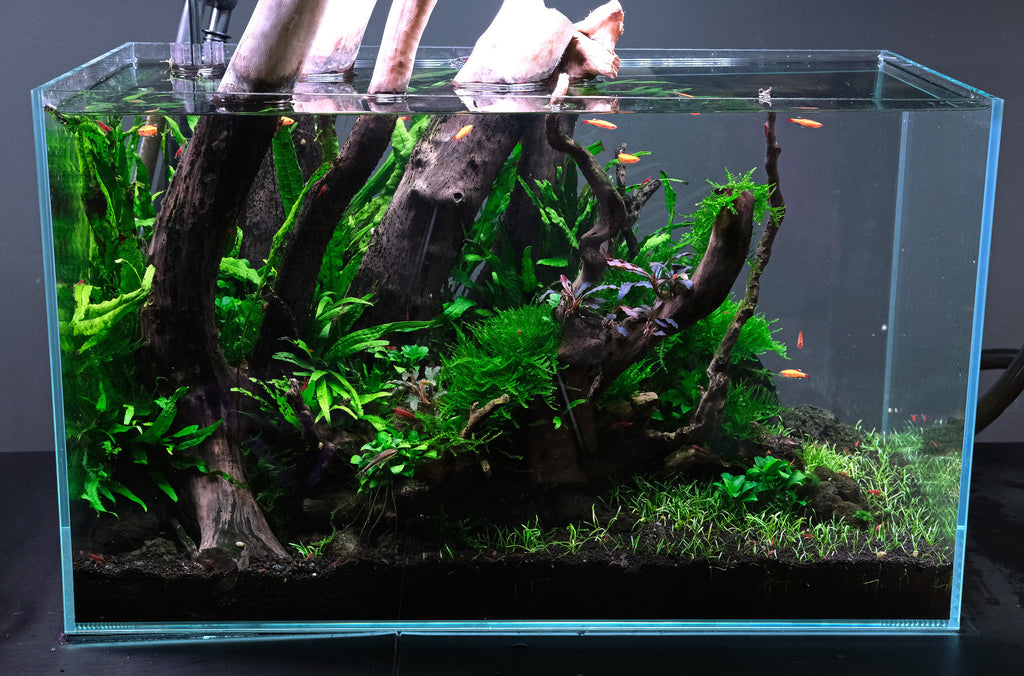 水草水槽の管理方法 – THE 2HR AQUARIST JAPAN