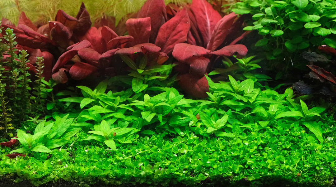 ニューラージパールグラス