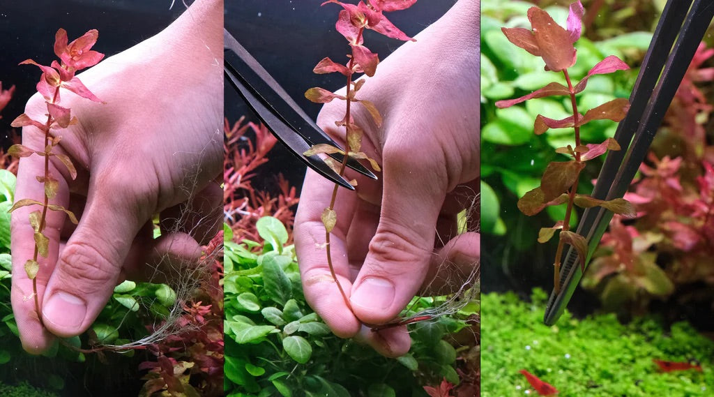 有茎草 植え替え 水草