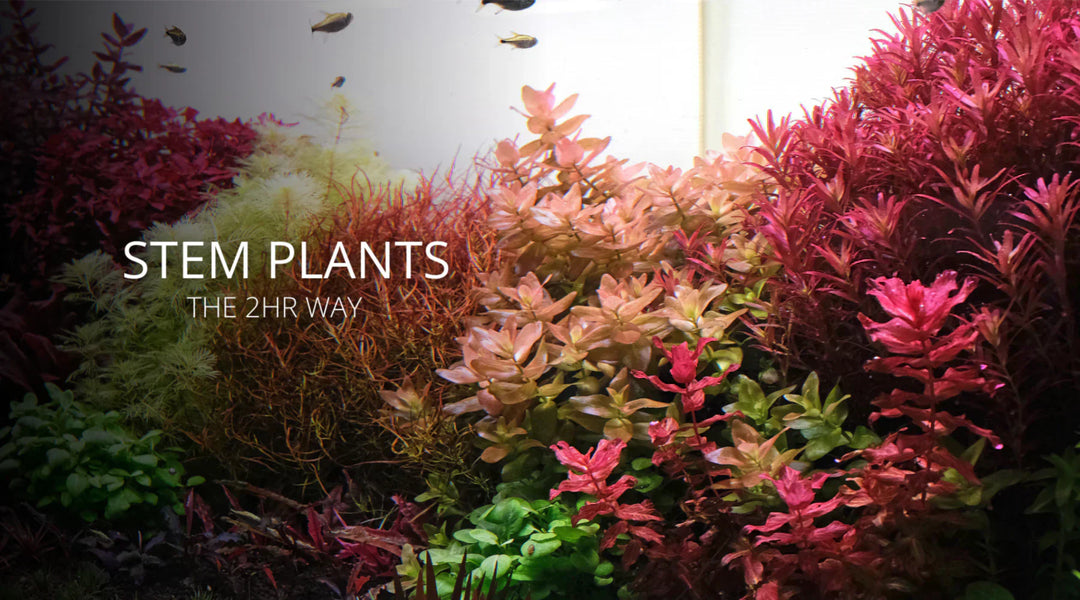 水草の育て方について - THE 2HR AQUARIST JAPAN