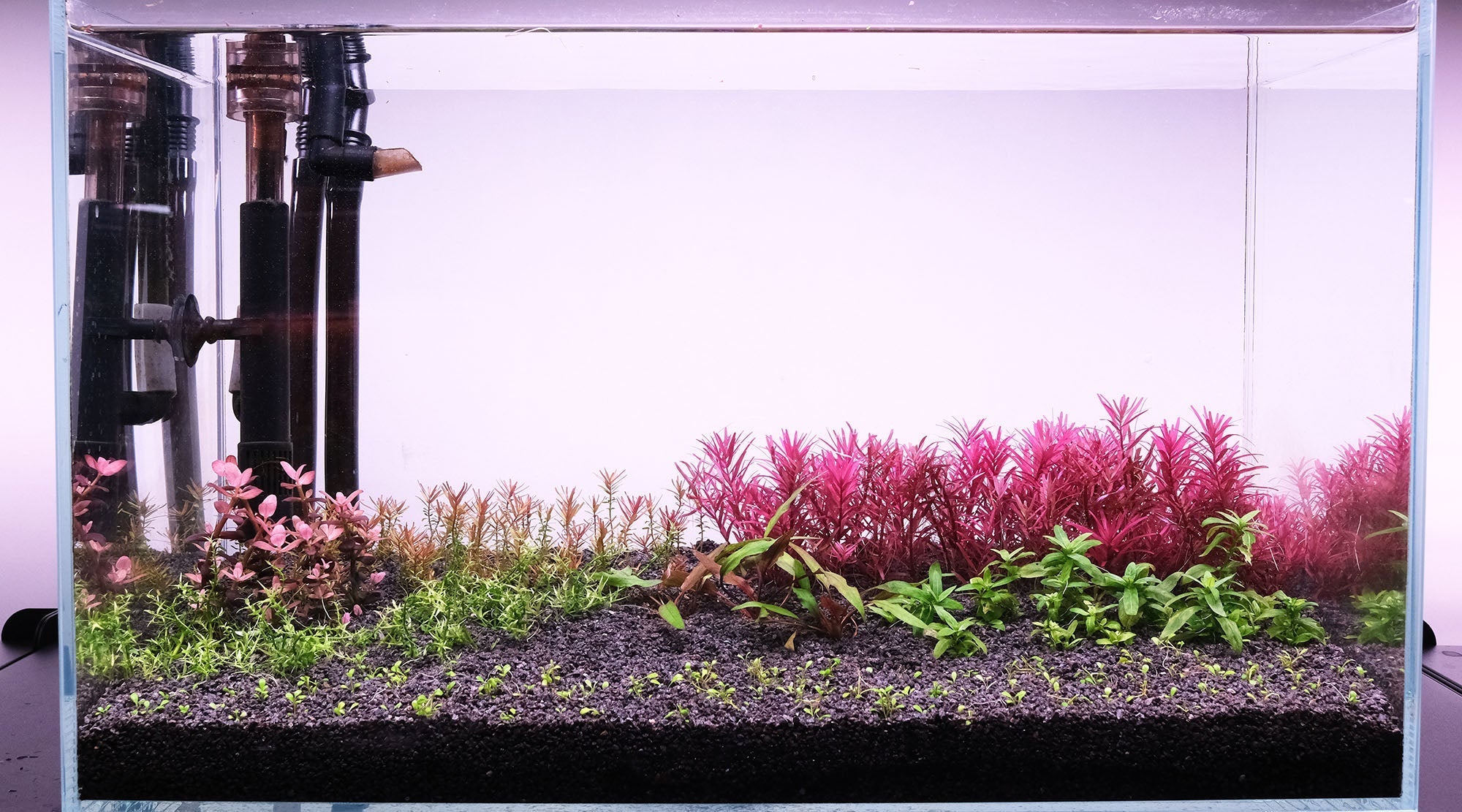 水草水槽を上手く立ち上げる方法 - THE 2HR AQUARIST JAPAN