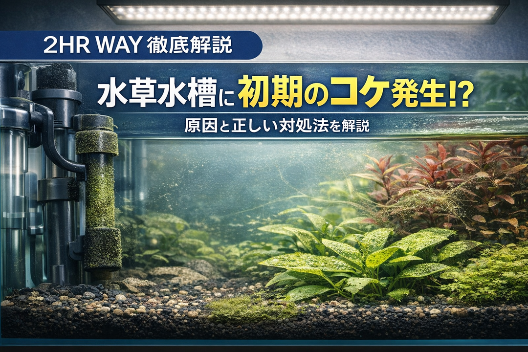 **水草水槽の立ち上げでコケが出るのは普通？  初期にコケが発生する原因と正しい対処法【2HR Way】**