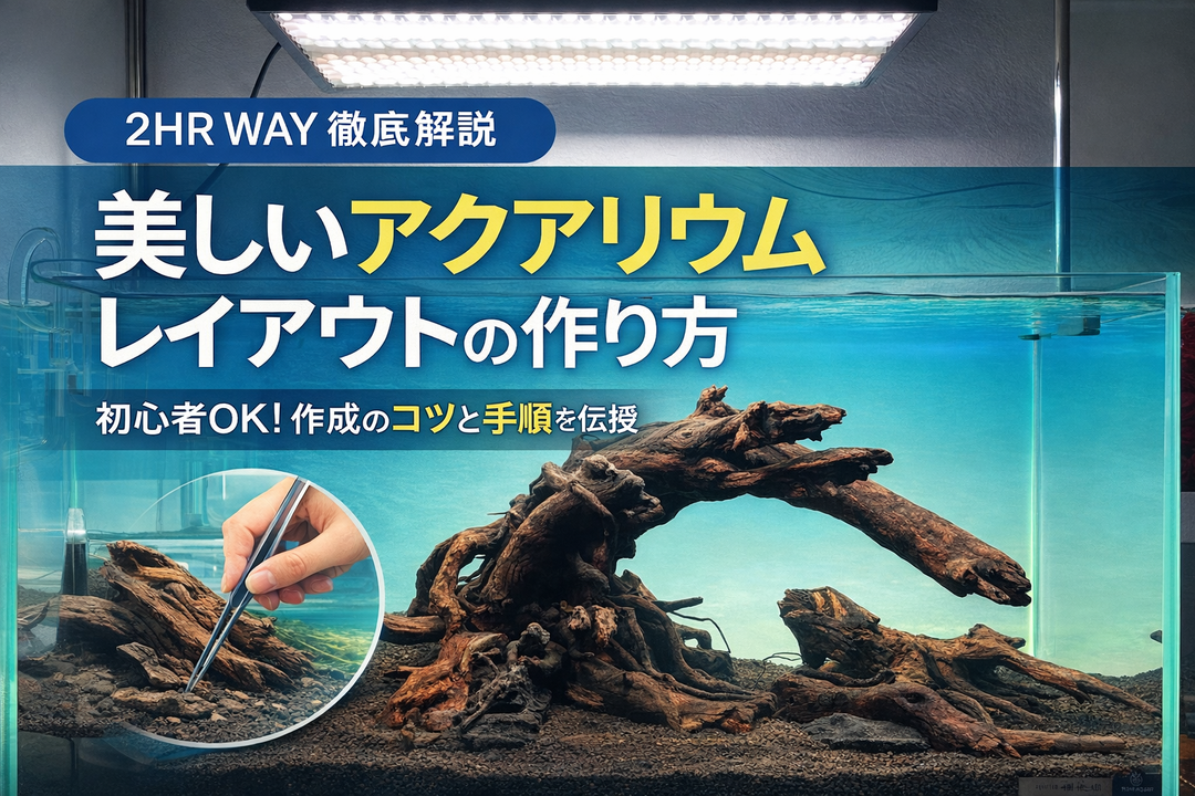水草水槽の管理方法 - THE 2HR AQUARIST JAPAN 水草水槽の管理方法 - THE 2HR AQUARIST JAPAN