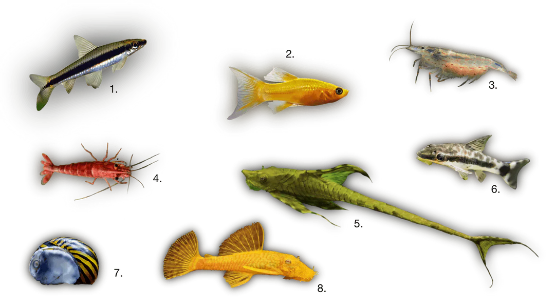 水草水槽に最適なコケ対策とは？ ― コケ取り生体とコケ取り剤の正しい使い分け ―