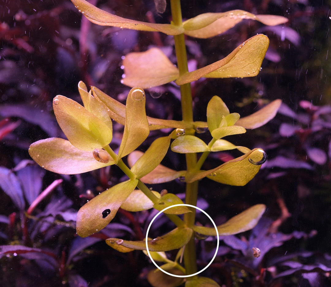 水草の茎から白い根が出るのはなぜ？｜気根と栄養不足・差し戻しの考え方