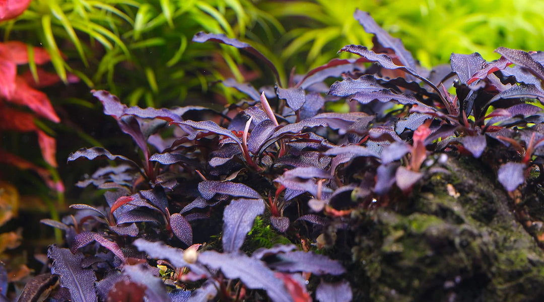 水槽 ソイル ブセファランドラ コケ 育て 育成 レイアウト トリミング