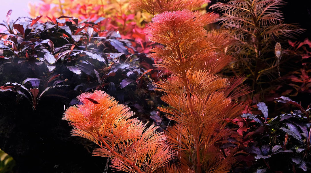 レッドカボンバ 育て方 CO2 液体肥料 育成 レイアウト 植え方 トリミング カット コケ