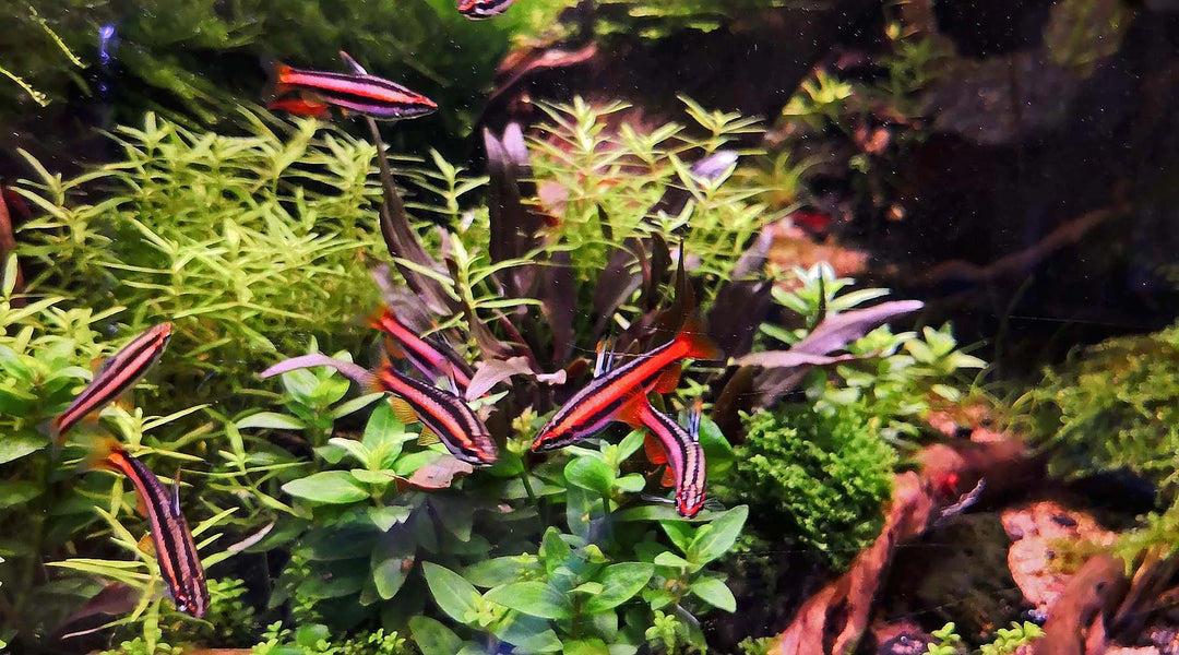 CO2 添加 熱帯魚 酸欠 水草  エビ シュリンプ