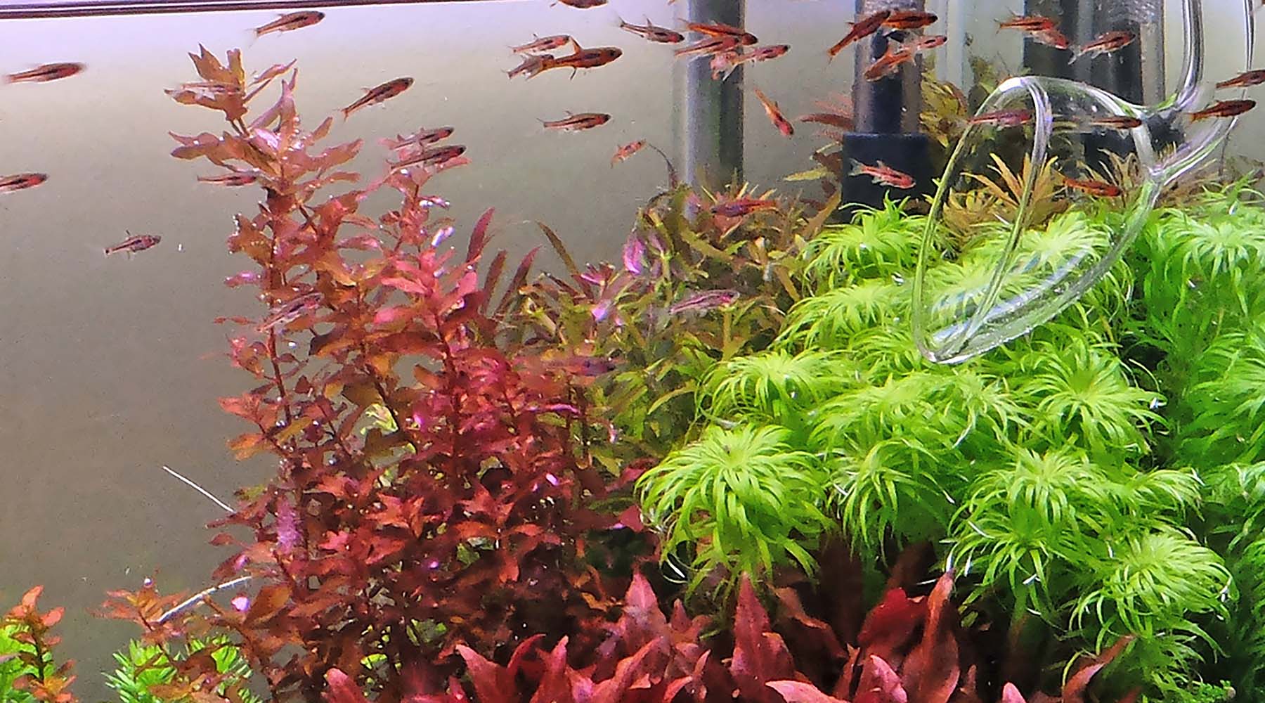 cO2 熱帯魚とかなどに CO2添加の影響とは！魚・水草など生体や水槽へのメリット