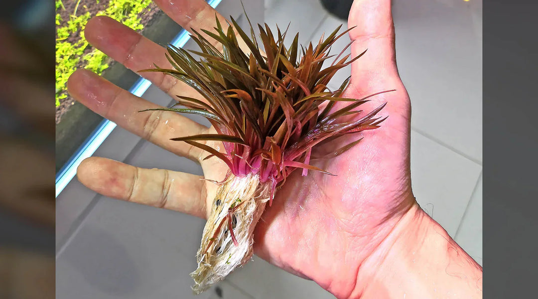 水草の固形肥料と施肥方法｜根から栄養を吸収する水草の育て方