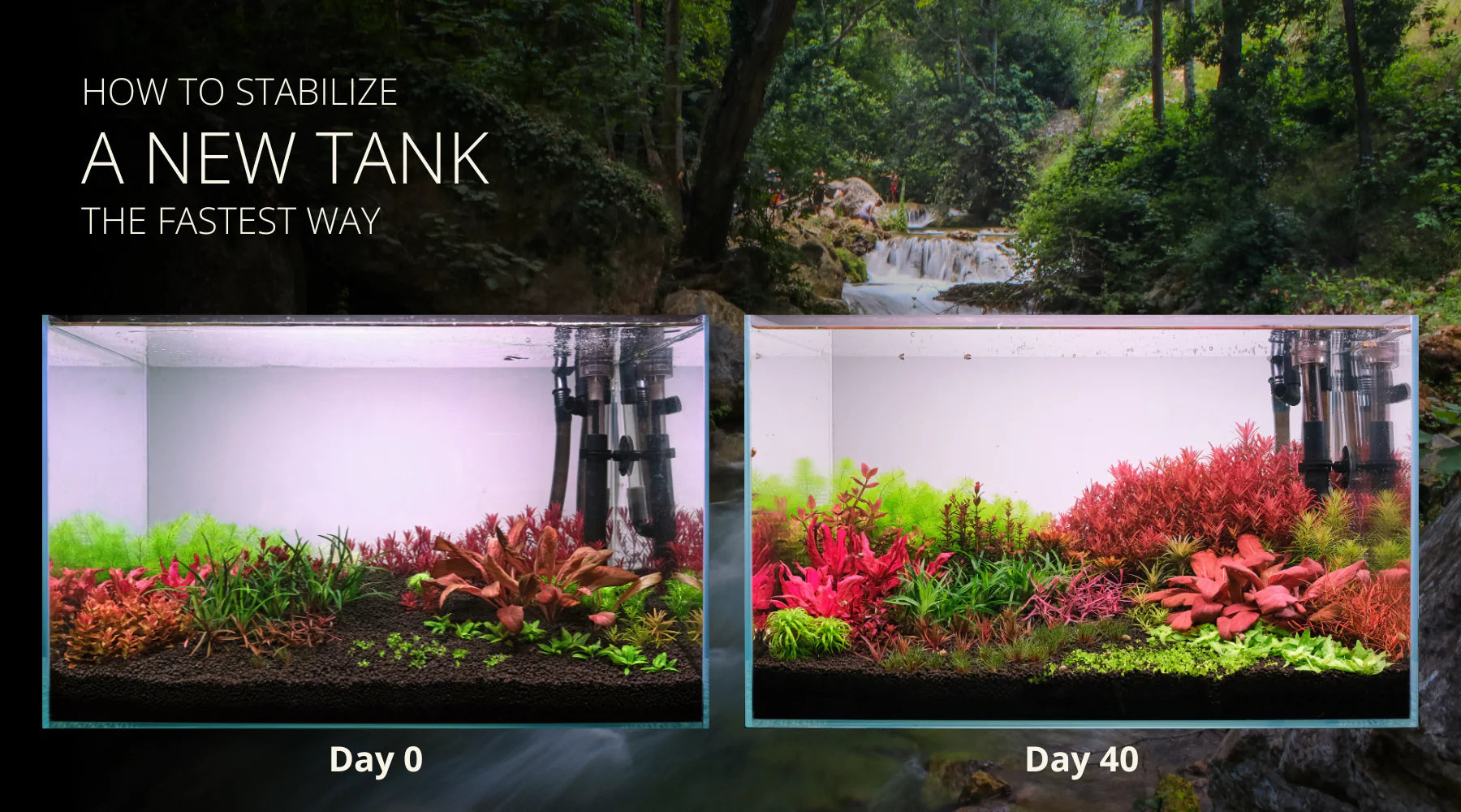 お買い得商店街 水草水槽に関する、その他のブログ - JAPAN AQUARIST 2HR THE その他