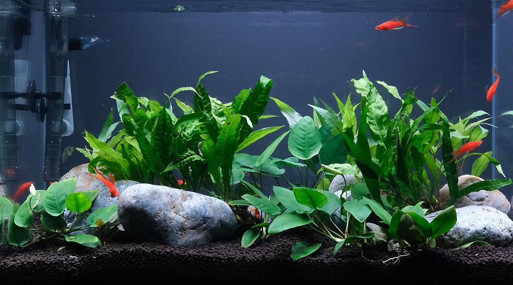 CO2なし 水草 水槽 絨毯