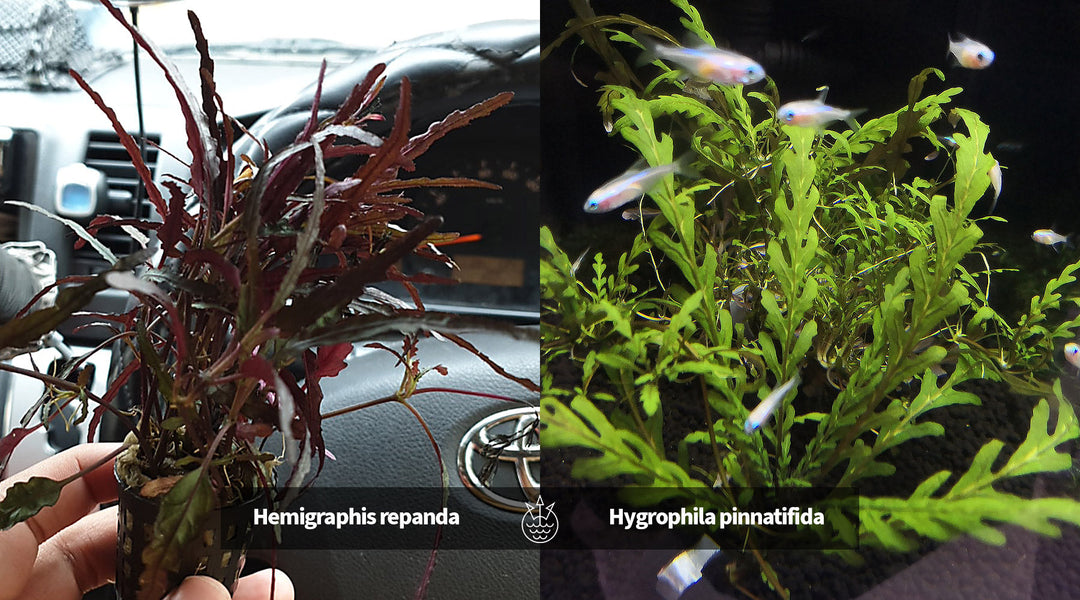 水草を買う前に確認したいこと｜水中で育つ植物と水上葉の見分け方