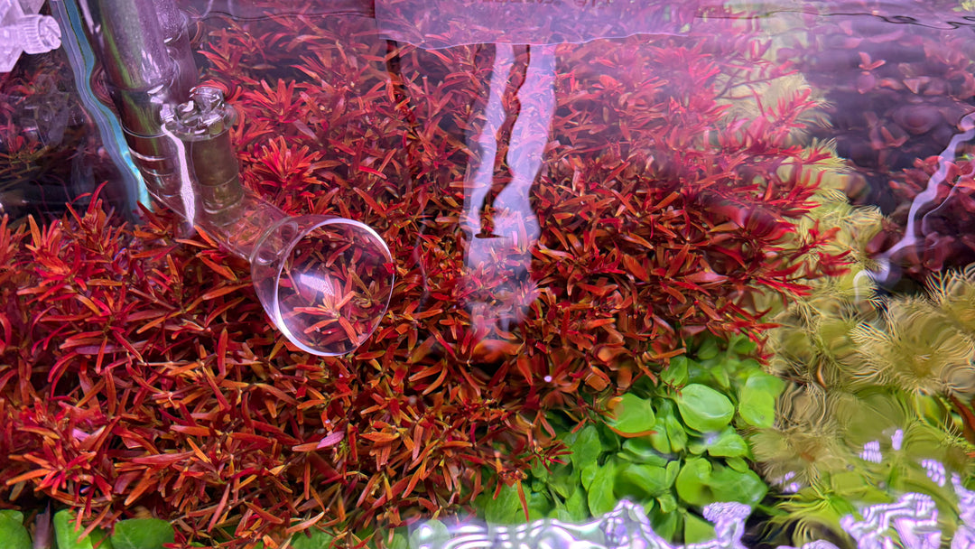 水草水槽　スキマー