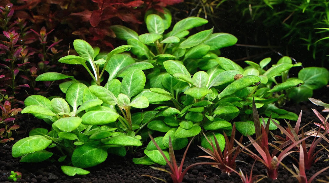 ロベリア・カーディナリス 育て方 CO2 液体肥料 育成 レイアウト 植え方 トリミング カット コケ 溶ける