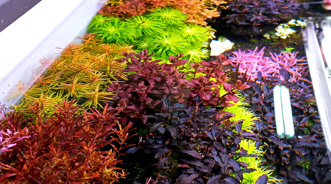 鉄分 水草