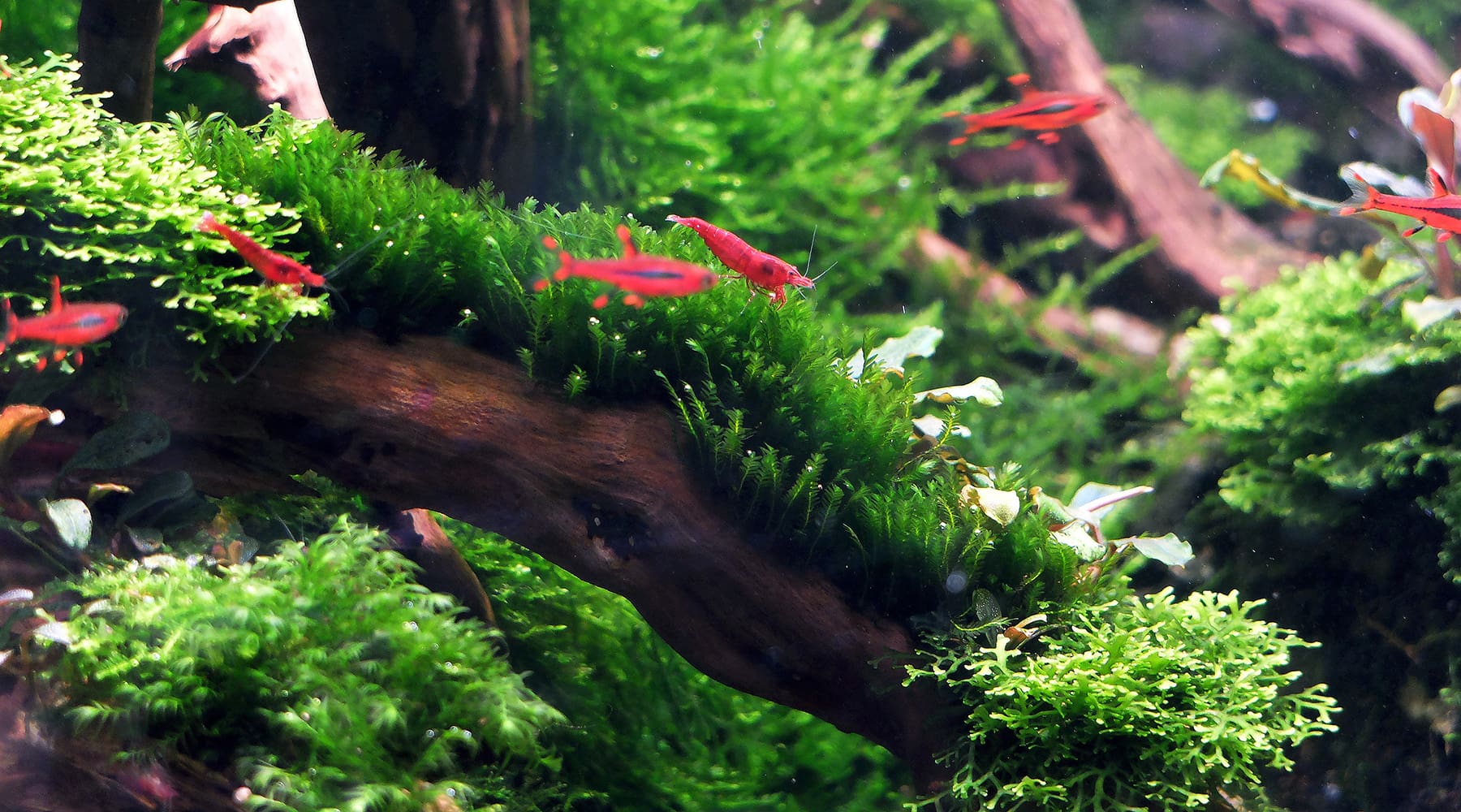 ウィローモスの育て方 - THE 2HR AQUARIST JAPAN