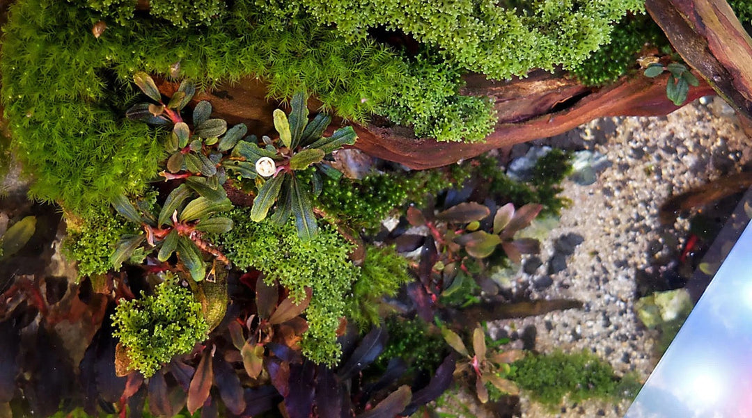 水草 水槽 水温 アクアリウム