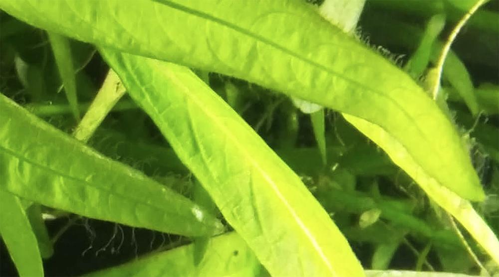 サンゴ状コケ　おすすめ　対策　APT FIX 水槽 水草