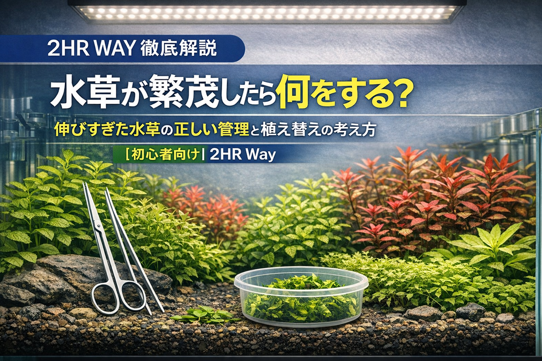水草が繁茂したら何をする？  伸びすぎた水草の正しい管理と植え替えの考え方【初心者向け｜2HR Way】