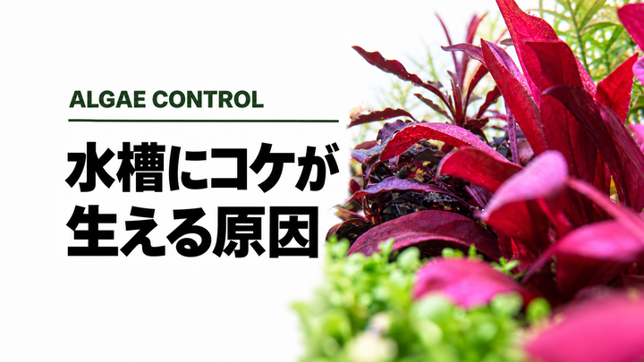 水槽のコケ対策ガイド｜種類・原因から選ぶ除去と再発予防
