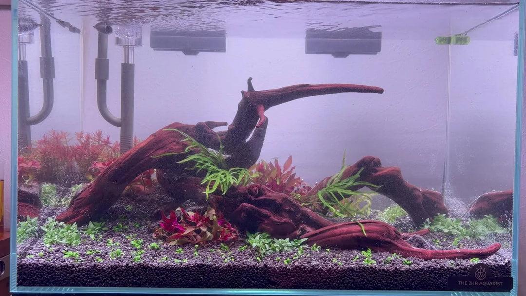 11種類の水草を植えた、立ち上げ直後の60cm水槽。左側に量感を持たせた三角構図が見えます。