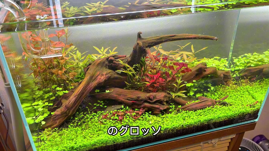3週間後の60cm水槽。前景草は広がっていますが、一部に糸状のコケが見られます。