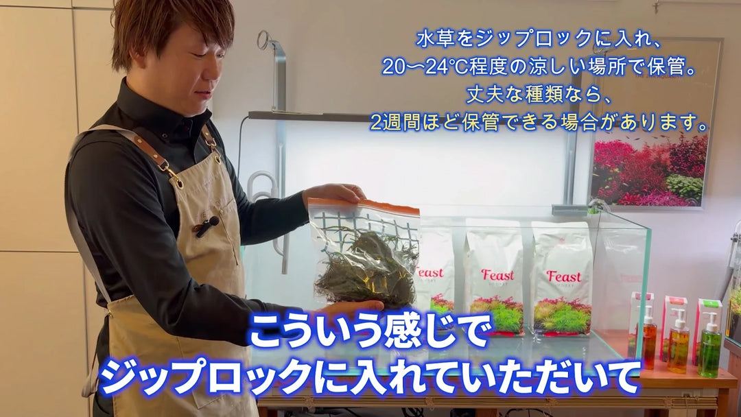 植栽を待つミクロソリウムを袋に入れて保管する方法を紹介しています。