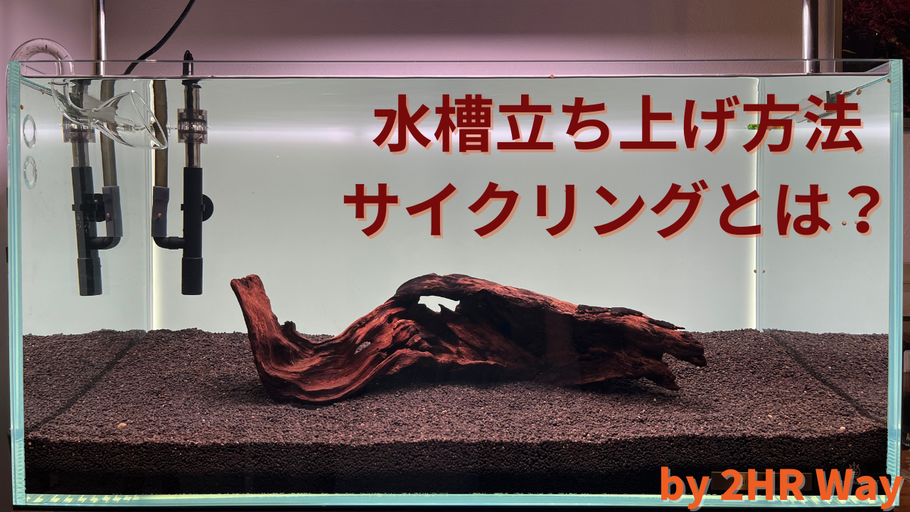 水草水槽を立ち上げる方法 ep.2