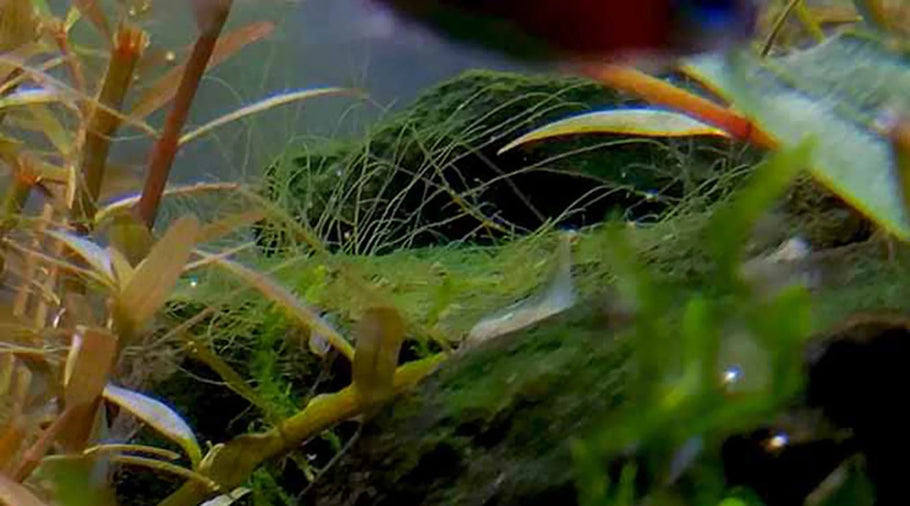 シオグサ藻のおすすめ対策方法