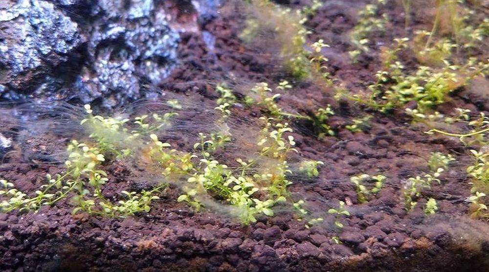 茶ゴケ 水槽 珪藻 おすすめ 対策 バクテリア