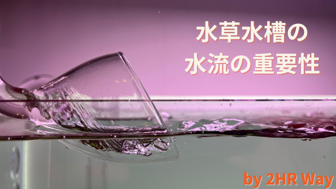 水槽 水草 外部フィルター エーハイム アクアリウム