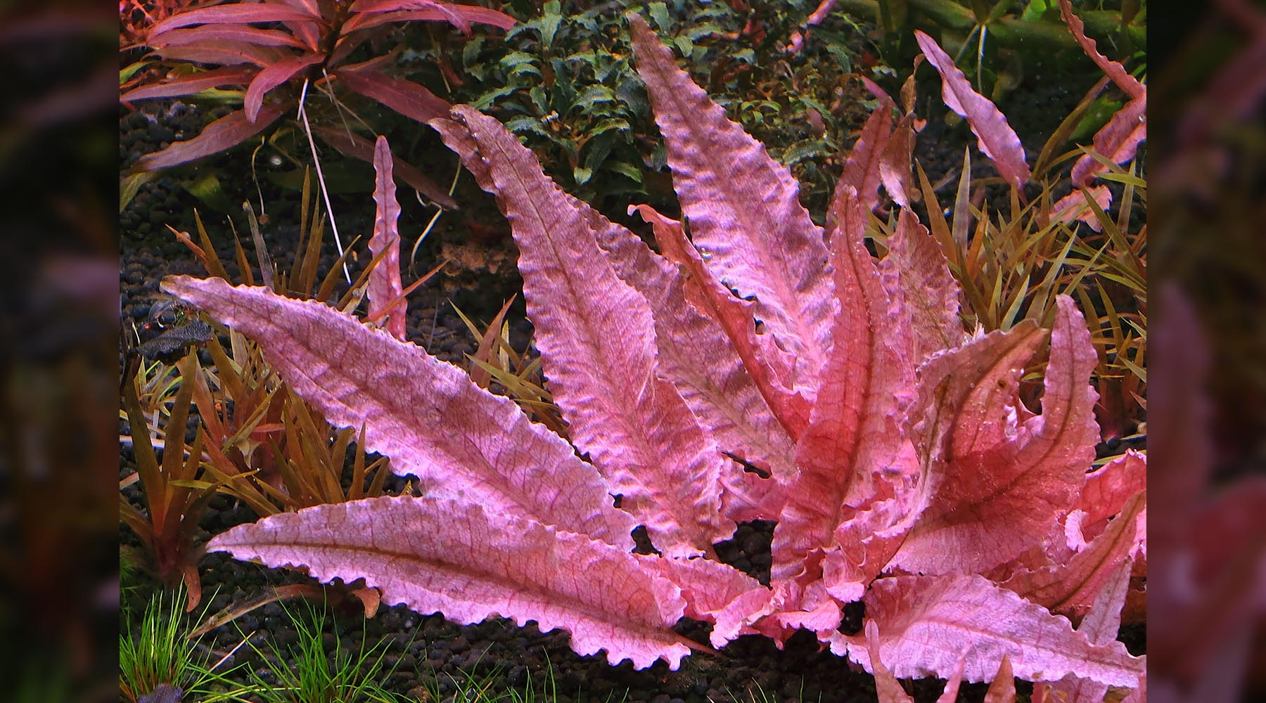 クリプトコリネsp.min2 LA便 ADA LAB Cryptocoryne sp.Min-2 Philippines 【LA1223-012