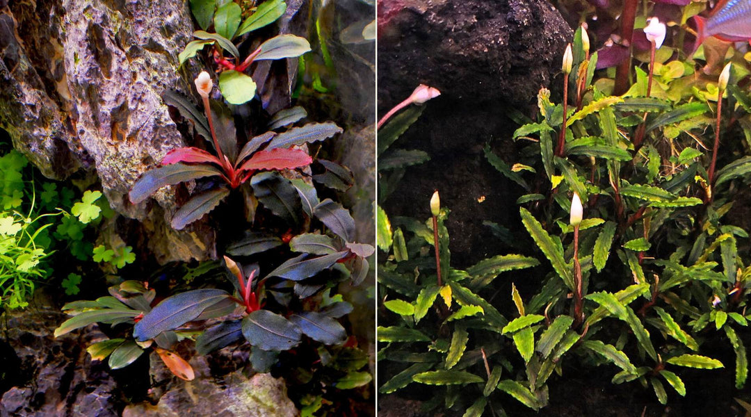 水草は水中で花を咲かせる？｜開花と健康状態を分けて考える