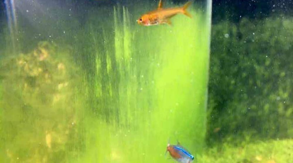 ほこり状コケ　おすすめ　対策　ガラス面　APT FIX 水槽 水草